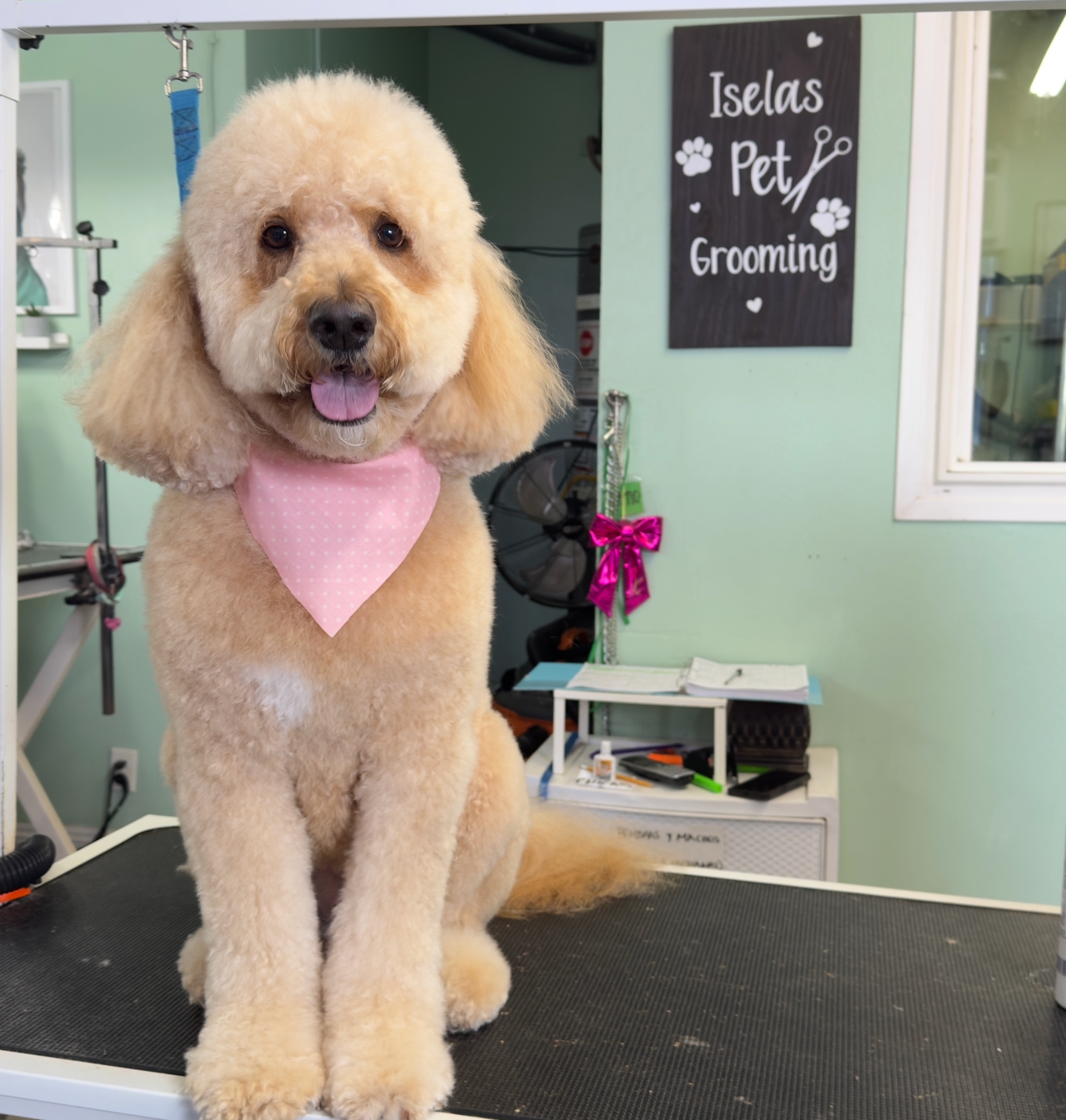 Isela's Pet Grooming business photo
