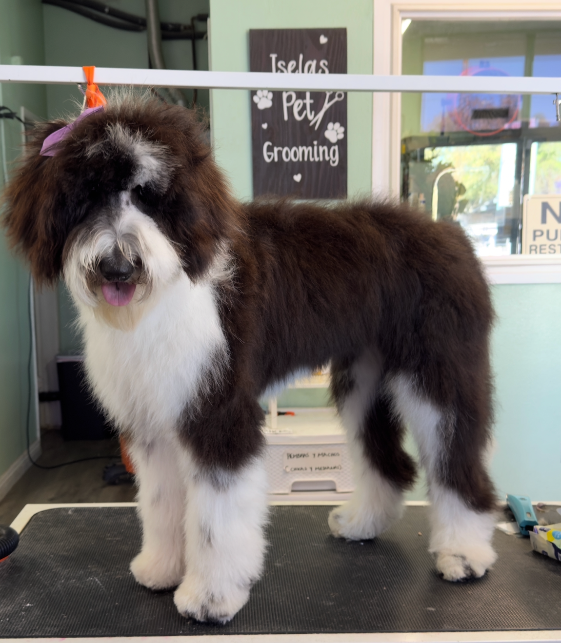 Isela's Pet Grooming, business photo 2