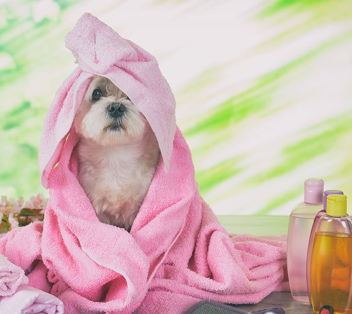 Isela's Pet Grooming, business photo 5