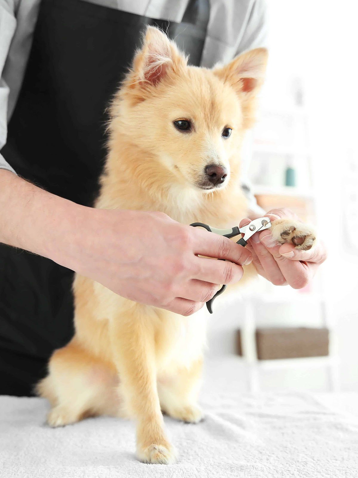 Isela's Pet Grooming, business photo 6
